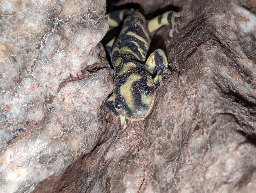 Tiger Salamander in cave
